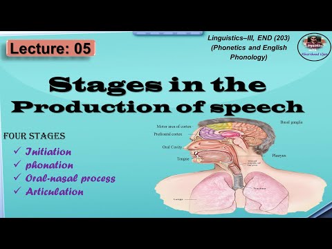 Production of Speech Sounds | Stages in the Production of Speech sounds