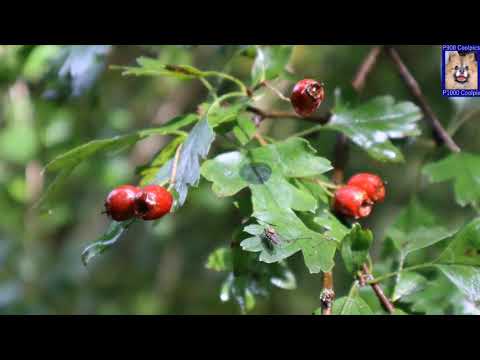 Hawthorn And Making Hawthorn Berry Tincture, Syrup and Ketchup. 🌿
