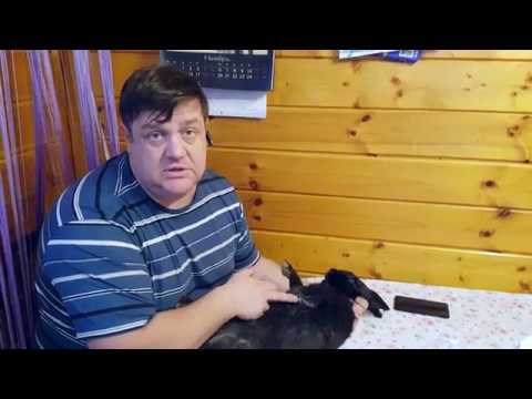Кролики Абсцесс видео которое не должно было выйти. кролиководство