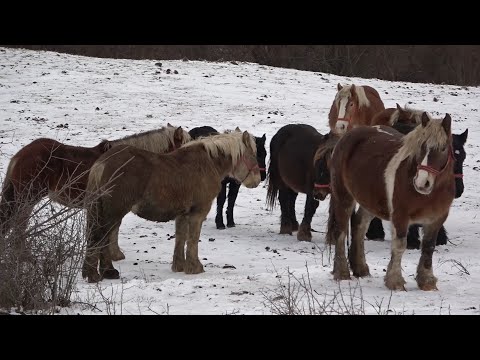 Caii lui Miclea Dorel de la Floresti, Cluj - In actiune cu Miclea Dorel, Madalina si Nea Costel 2022