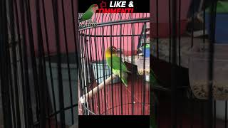 Download lagu LB AMPUH PANCING LB BISU LANGSUNG GACOR NYAUT NGEKEK, Pancingan Suara Lovebird Ngekek Panjang mp3 Download lagu LB AMPUH PANCING LB BISU LANGSUNG GACOR NYAUT NGEKEK, Pancingan Suara Lovebird Ngekek Panjang mp3