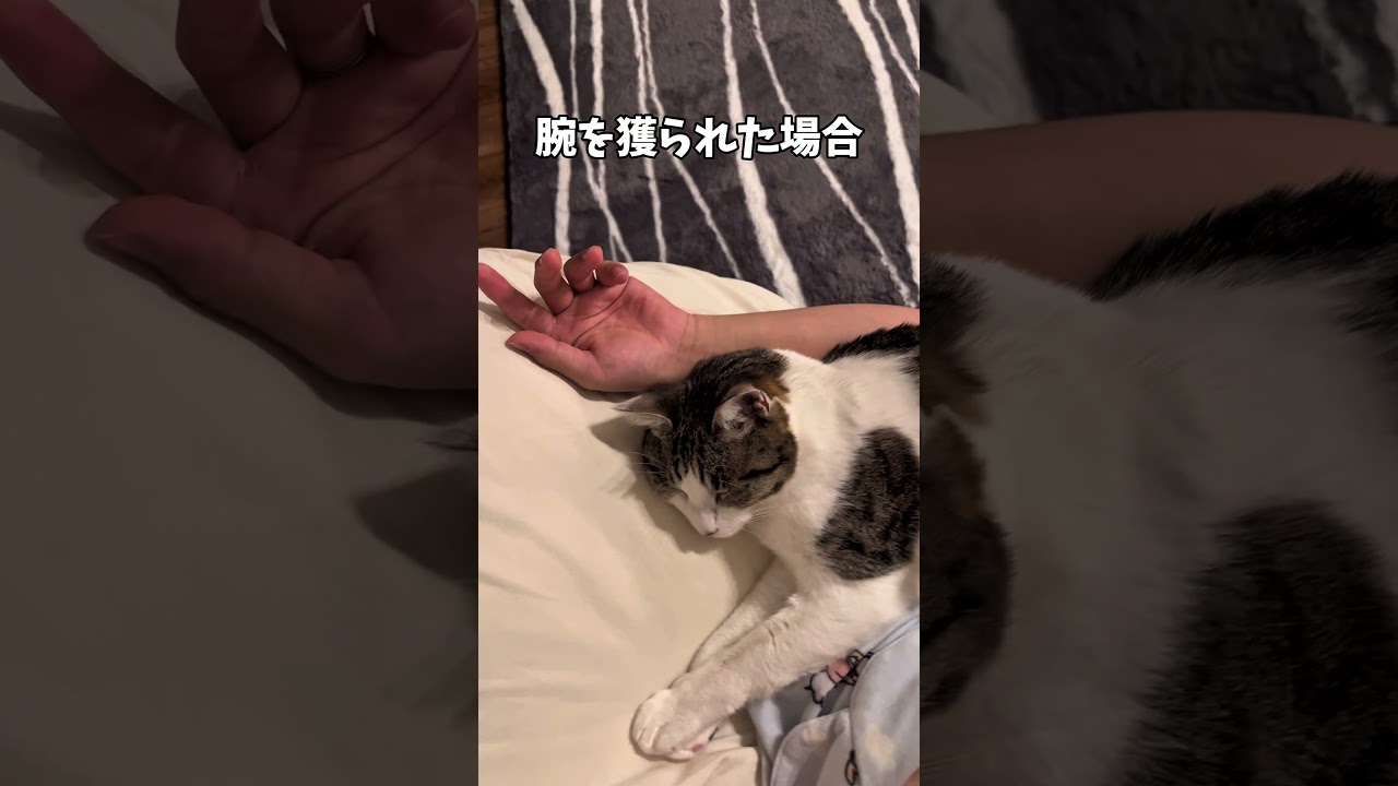 ギリ可愛さが勝つ？猫と一緒に寝るデメリット3選#shorts #ノルウェージャンフォレストキャット