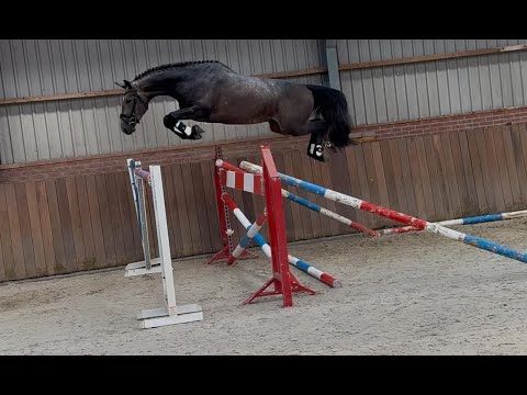 Snie Sna Snappie BB CAPE CORAL RBF Z x QUIDAM'S RUBIN - Video 11 video thumbnail
