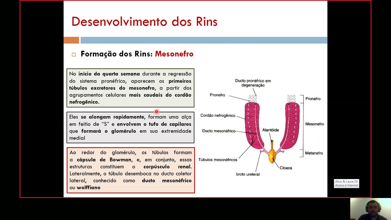 (Semestre 2C) Aula 01 - Desenvolvimento dos Rins
