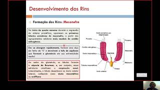 (Semestre 2C) Aula 01 - Desenvolvimento dos Rins