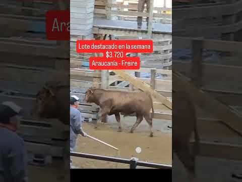 🎥 Lote destacado | Ferias Araucanía – Freire | 25/03/2026 #aprocarne