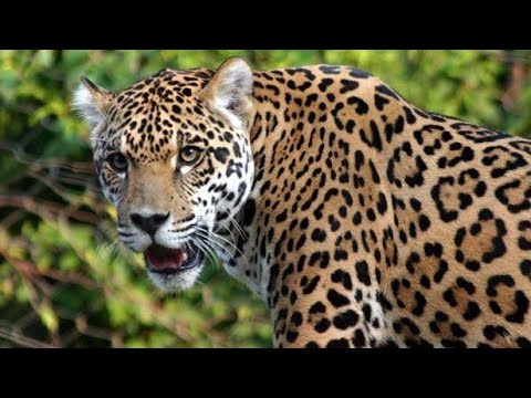 CURIOSIDADES DO MUNDO ANIMAL O MAIOR FELINO DAS AMÉRICAS A MAJESTADE ONÇA PINTADA / Onça Pintada