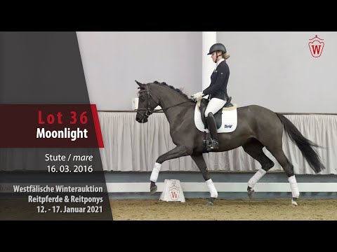 Winterauktion Reitpferde & Reitponys Lot 36 Moonlight Stute v. Morricone I -   Diarado
