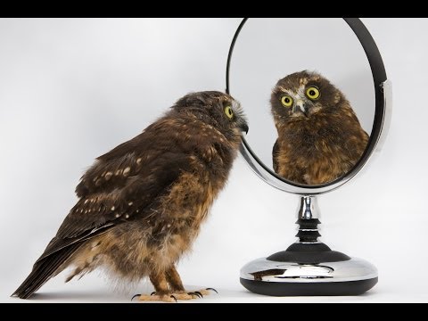 Dança dos Pássaros - Little Morepork no Bird Rescue