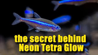 the secret behind Neon Tetra Glow ✨🐟