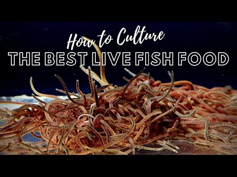 How to Culture Live Blackworms - Best Live Food for Adult Fish