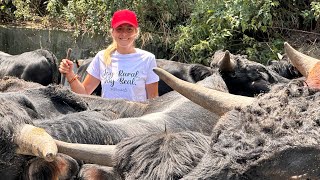 💥Impressive bull runs in Val del Mazo with the Tudanco breed💥