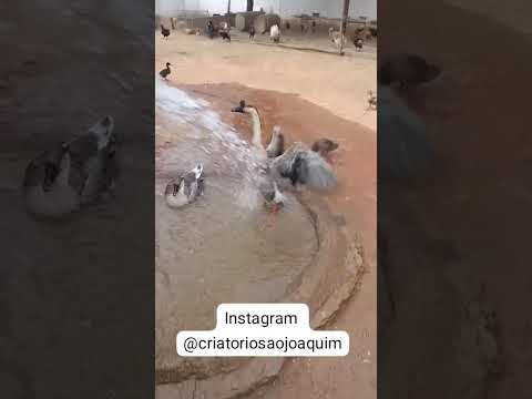 Criatório São Joaquim  Itaporanga PB