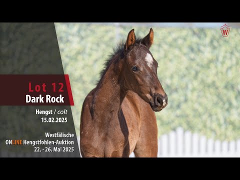 ONLINE Hengstfohlen-Auktion Lot 12 Dark Rock Hengst v. Dark Dynamic - Indian Rock