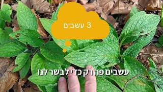 טרום שתילה - 3 טיפים חינמיים להשבחת הקרקע לפני שתילה באדמה או בעציצים