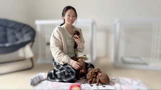 Take care of 10+ toy poodle puppies | 美国玩具泰迪宝宝满月啦，家长迫不及待开始选择自己家的宝宝了