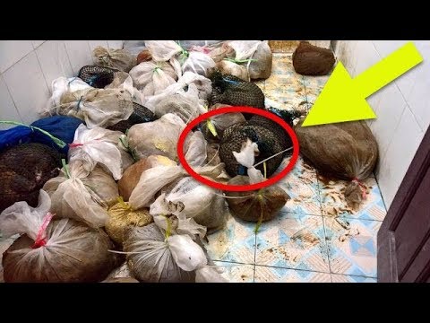 After Responding To Anonymous Tip, Rescue Workers Are Shocked To See Contents Of Dirty Bags Video