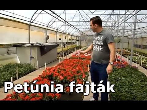, title : 'Egynyáriak-Petúnia fajták'