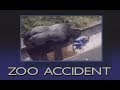 The Urban Gorilla - Child falls into gorilla pit at zoo ...