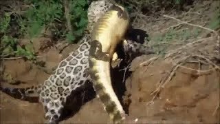 Ягуар охотиться на Каймана