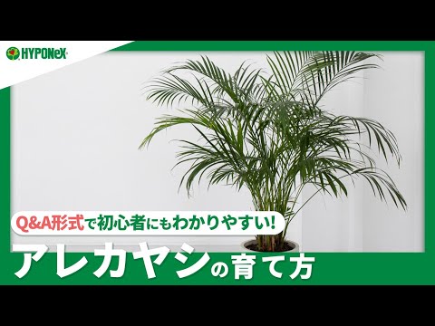 ゴールデンフルーツヤシ、アレカヤシ 植物