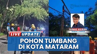 Waspada Cuaca Ekstrem Terjang Kota Mataram, BPBD Catat Ada Sembilan Kasus Pohon Tumbang