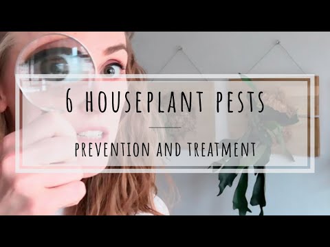 , title : 'Houseplant pests: treating aphids, mealybugs, scale, thrips, whiteflies, and spider mites
