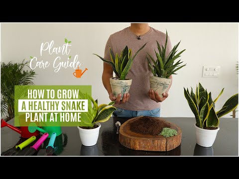 , title : 'How to Grow a Healthy Snake Plant at Home || Plant Care Guide'