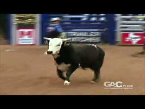 Sam T Straight bucks Bonner Bolton - 08 CBR Finals