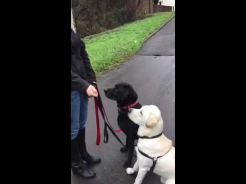 Maggie's Pet Services & Dog School video.