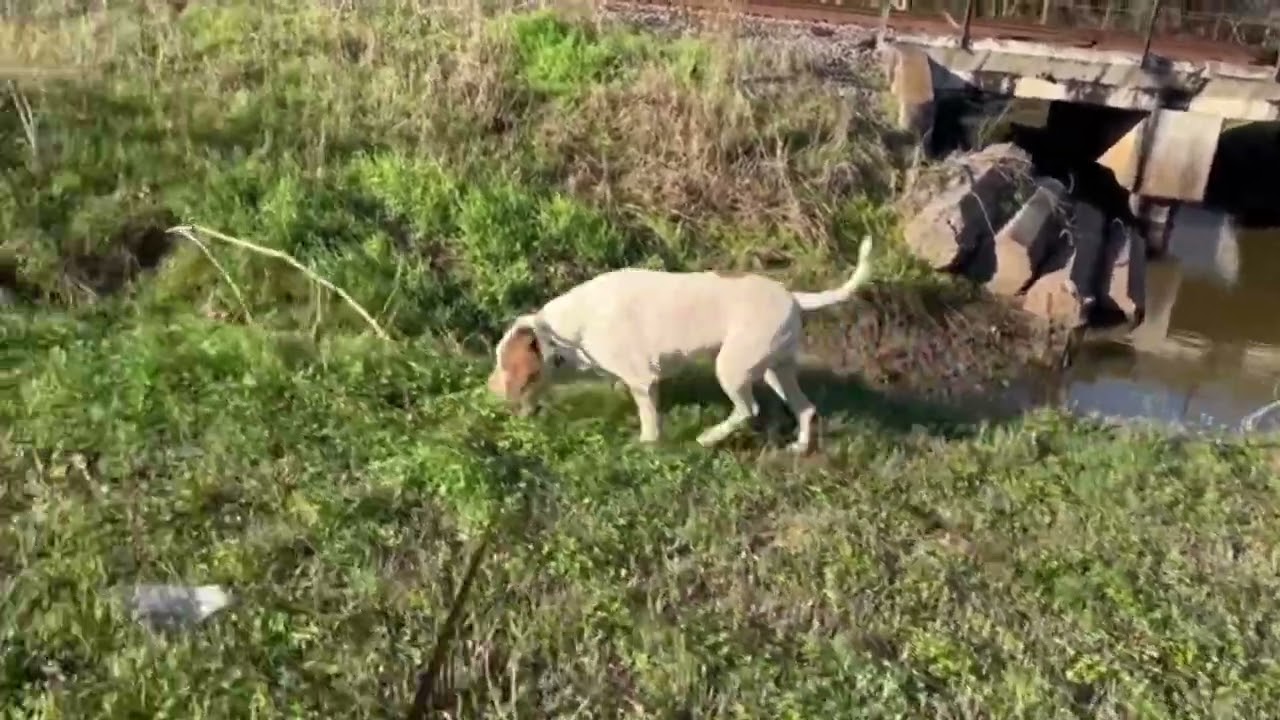 Enlarge Nino, a Adoptable mixed breed in Natchitoches, LA video 6/6