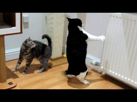 Hyper Cat Runs Into Wall