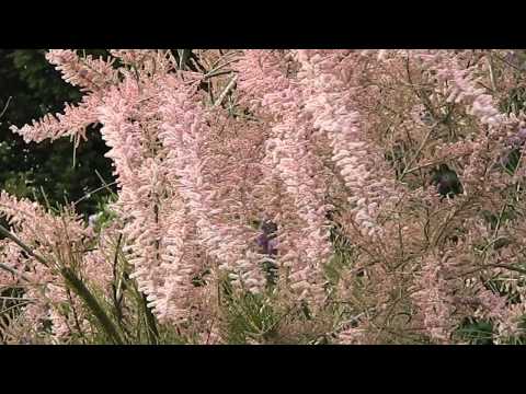 download lagu mp3 mp4 Tamarix Pink Cascade, download lagu Tamarix Pink Cascade gratis, unduh video klip Tamarix Pink Cascade