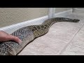 Guy Help Pet Anaconda Shed Skin