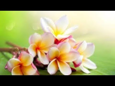 Ho'oponopono srijeda s Karmen: Korona i slična sjećanja