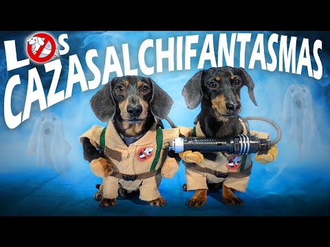 Funny dachshunds enter haunted house 😱🏚️👻