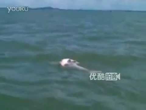 Mamma delfino non si separa dal cucciolo morto