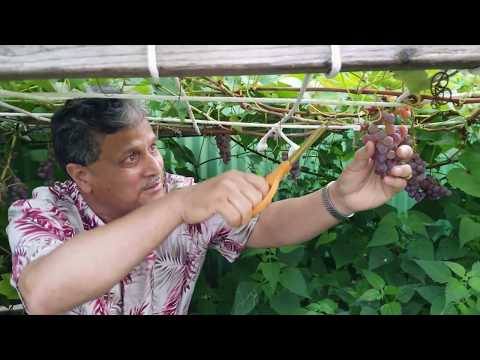 Pharmacist Sayed Tipu Sultan Fruit Garden in Ozonepark New York .
