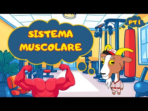 SISTEMA MUSCOLARE LEZIONE 1