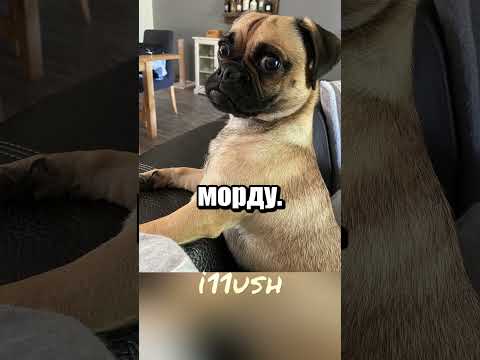 Мопсики: обратная селекция до оригинала 🐶