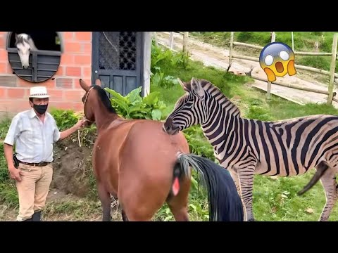 Amazing Facts! New video about the life of horses and zebras / Koni