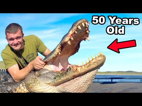 Hunting Down a GIANT 50 Year Old Alligator!