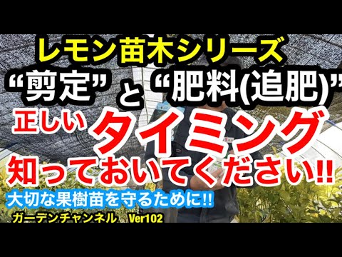 マグノリアの木にいつ肥料を与えるのですか？最適な肥料とその与え方は？  庭園