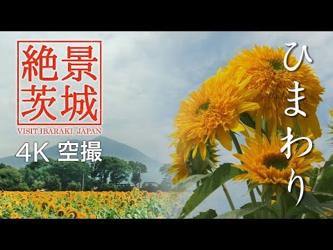 【絶景茨城】ひまわり［4K］筑西市明野｜VISIT IBARAKI, JAPAN