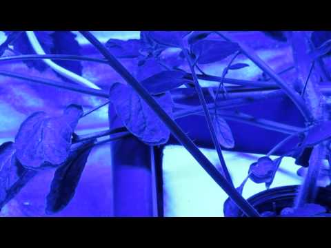 Cloning Plants the Easy Way