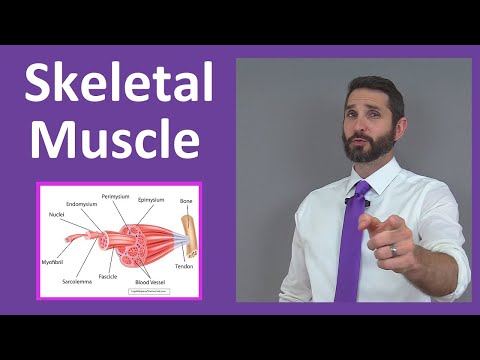 Skeletal Muscle Tissue: Contraction, Sarcomere, Myofibril Anatomy Myology