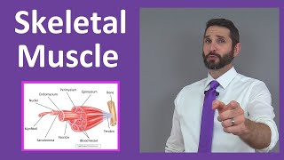 Skeletal Muscle Tissue