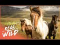The Last Of America S Wild Horses Wildlife Documentary Natural Kingdom Real Wild