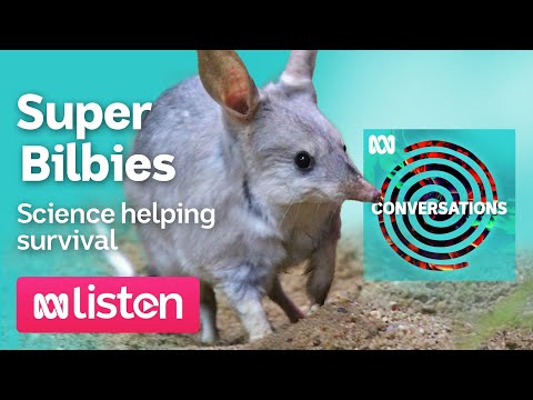 Dr Katherine Moseby The rise of the Super Bilby ABC Conversations Podcast