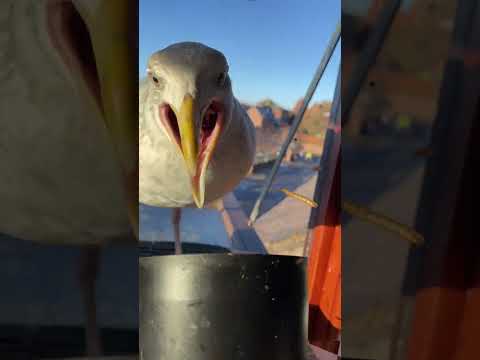 I Think My Pet Seagull Found a New Mate!